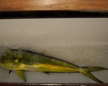 Dolphin fish in a cooler